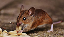 24 Hour & Emergency Exterminators in Merricourt, ND